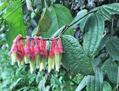 Psammisia ferruginea
