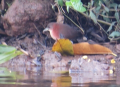 Laterallus albigularis