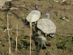 Trachemys scripta elegans