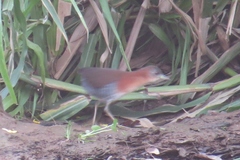 Laterallus albigularis