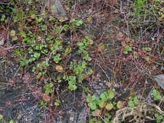Gonocarpus micranthus micranthus