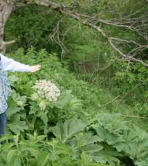Heracleum sosnowskyi