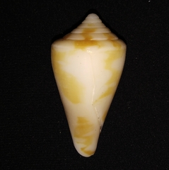 Conus scalaris
