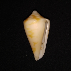 Conus scalaris