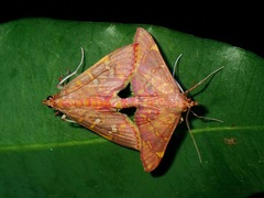 Ischnurges