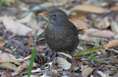 Turdus merula