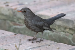 Turdus merula