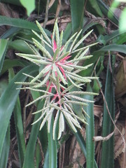 Aechmea dactylina