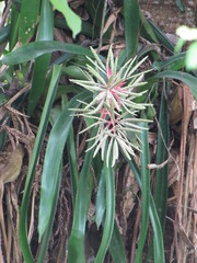 Aechmea dactylina