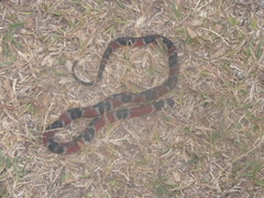 Erythrolamprus mimus