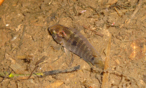 Cichlasoma dimerus