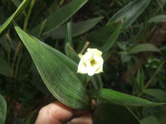 Sobralia exigua