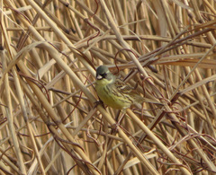 Emberiza personata