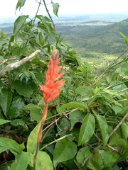 Sacoila lanceolata