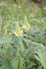 Pedicularis sibthorpii