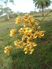 Trichocentrum cebolleta
