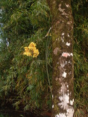Trichocentrum cebolleta