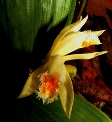 Sobralia bletiae