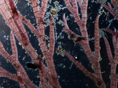 Rhodomelaceae