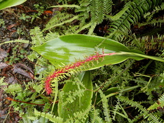 Pitcairnia multiflora