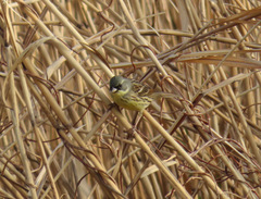 Emberiza personata