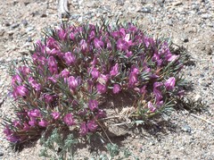 Oxytropis aciphylla