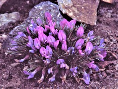 Oxytropis aciphylla