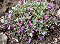 Oxytropis aciphylla
