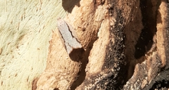 Meritastis