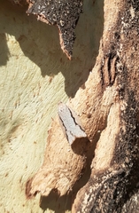 Meritastis