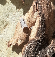 Meritastis