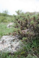 Astragalus arnacantha