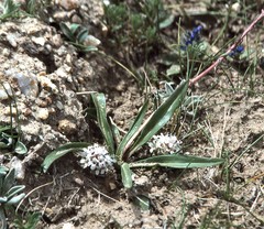 Lagotis brachystachya
