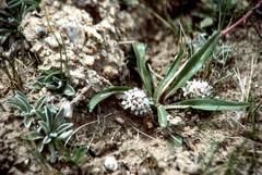 Lagotis brachystachya