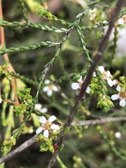 Baeckea brevifolia