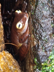 Bokermannohyla hylax