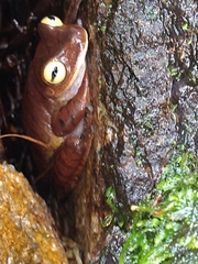 Bokermannohyla hylax