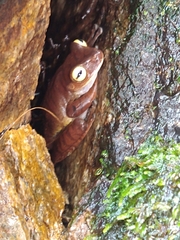 Bokermannohyla hylax