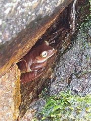 Bokermannohyla hylax