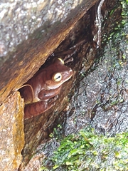 Bokermannohyla hylax