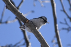 Sitta europaea albifrons