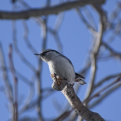 Sitta europaea albifrons