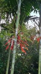 Areca triandra
