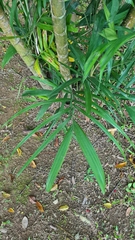 Areca triandra