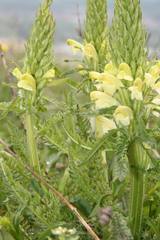 Pedicularis sibthorpii