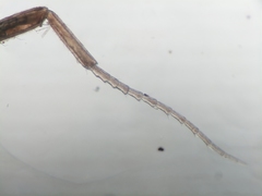 Caprella laeviuscula