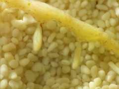 Caprella laeviuscula