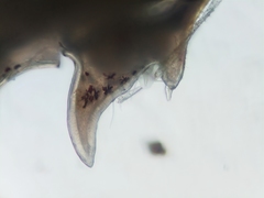 Caprella laeviuscula