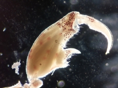 Caprella laeviuscula