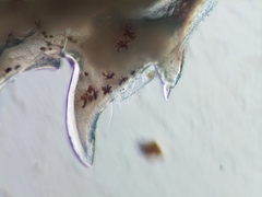 Caprella laeviuscula